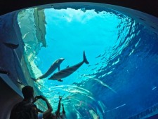 Biglietti per il museo Oceanografico e acquario di Monaco