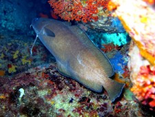Prima Immersione - Discover Scuba Diving | Sardegna