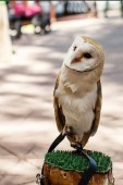 Avventura in Calabria - Esperienza Falconeria in Sud Italia