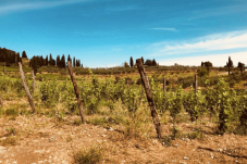 Visita in Cantina con Degustazione a Prato