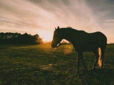 Giornata a cavallo in Liguria