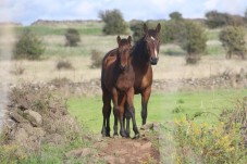 Fuga Romantica con Passeggiata a Cavallo in Sardegna