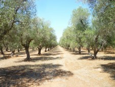 Passeggiata a Cavallo o in Carrozza con Soggiorno in Puglia 