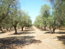 Passeggiata a Cavallo o in Carrozza con Soggiorno in Puglia 