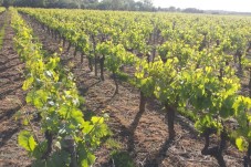 Soggiorno in Veneto con Degustazione di Vini