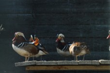 Un Giorno in Fattoria: Un’avventura Unica per Tutta la Famiglia in Piemonte