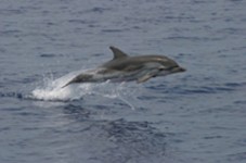 Tour di avvistamento di delfini e balene a Fuerteventura