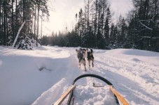 Escursione con cani da slitta sulle Dolomiti