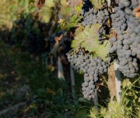 Degustazione Vini in Valpolicella con Pernottamento e Colazione