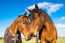 Lezione di equitazione di base