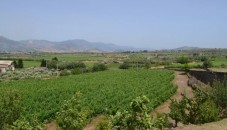 Degustazione di Vini a Castiglione di Sicilia