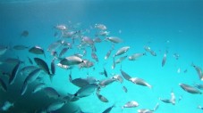 Avventura a Lobos - Snorkeling e mini crociera