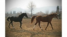 Escursione a cavallo sulla neve