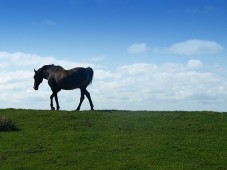 Equitazione per due - Arezzo