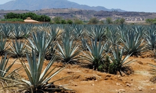 Tequila Tour