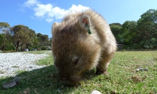 Full-day Wilsons Promontory National Park tour