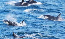 Whale Watching Trip da Reykjavik