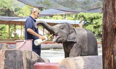 Da Kuala Lumpur: gita di un giorno al santuario degli elefanti