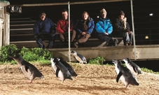 Penguin Parade with Penguins Plus