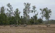 Forest Excursion - Visit Nam Cat Tien National Park