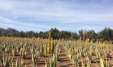 Flavours tour of Fuerteventura with food tasting