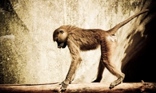 Zoo di Parigi: abbonamento annuale