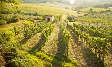 Pisa, Siena, San Gimignano e Chianti: tour con pranzo in un'azienda vinicola