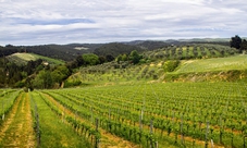 Tour di un giorno in Toscana tra Chianti, Siena e San Gimignano