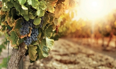 Tour dei vini di Bolgheri in bicicletta elettrica da Livorno con pranzo e degustazione di vini