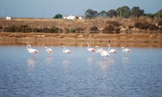 Ria Formosa Natural Park birdwatching segway tour in Faro Island