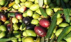 Puglia visita di 2 ore in frantoio con degustazione di olio extravergine di oliva