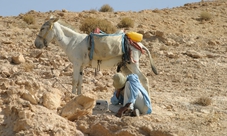 Private day tour from Tel Aviv: Negev and the Beersheba region