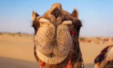 Camel Ride in Marrakech Palm Grove