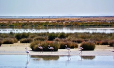 Visita guidata del Parco nazionale di Doñana da Siviglia