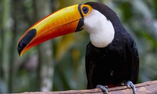 Tour della foresta pluviale in jeep da Rio de Janeiro