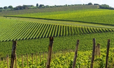 Tour del Chianti Classico con cena a partire da Pisa