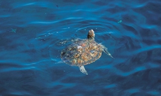 Overnight adventure to Sur and the Turtle Reserve from Muscat