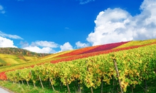 Escursione di un giorno nei vigneti e cantine di Champagne