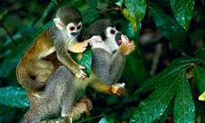 Tour della foresta pluviale in jeep da Rio de Janeiro