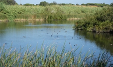 Ria Formosa Natural Park birdwatching segway tour in Faro Island