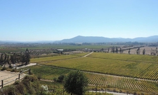 Chilean Vineyards and Wine Tour: Casas del Bosque & Indomita