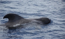 Dolphins and Whales Watching in Madeira