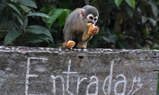 Tour della foresta pluviale in jeep da Rio de Janeiro