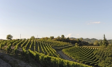Private Gavi wine tasting at Magda Pedrini winery, Piedmont