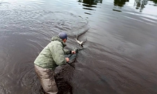 Guided fly fishing in Scotland: Atlantic salmon