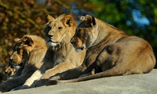 Biglietti per lo Zoo di Parigi