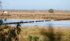 Ria Formosa Natural Park birdwatching segway tour in Faro Island