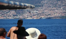 Dolphins and Whales Watching in Madeira