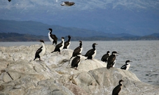 Penguin Island and Historic Estancia Harberton Excursion