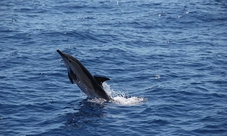 Dolphins and Whales Watching in Madeira